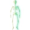 <font size=1>
<b>Producto:</b> Esqueleto Decorativo Fluorescente.<br>
<b>Material:</b> Plástico.<br>
<b>Color:</b> Verde Fluorescente.<br>
<b>Tamaño Extendida:</b> 150cm.<br>
<b>Aplicaciones:</b> Es utilizado para decoración en casa, departamentos, comercios, oficina , escuela o ajustar las piernas para que se adhiera a la silla, puerta, árbol y ventana.<br>
<b>Garantía:</b> por defecto de fabricación sujeto a cláusulas VentDepot.<br>
<Font>